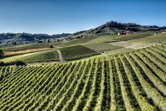 Vineyards below Novello