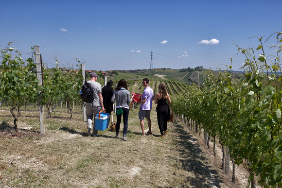 Ornella's vineyard