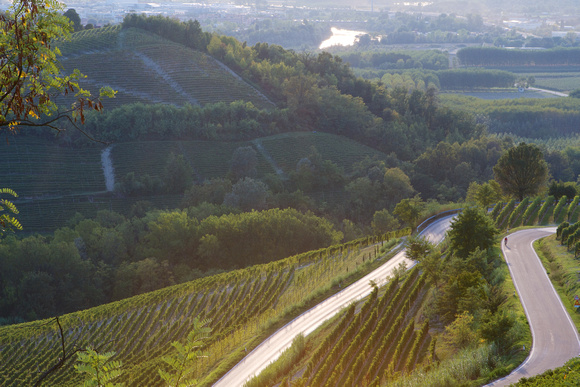 Vineyard Roncagliette