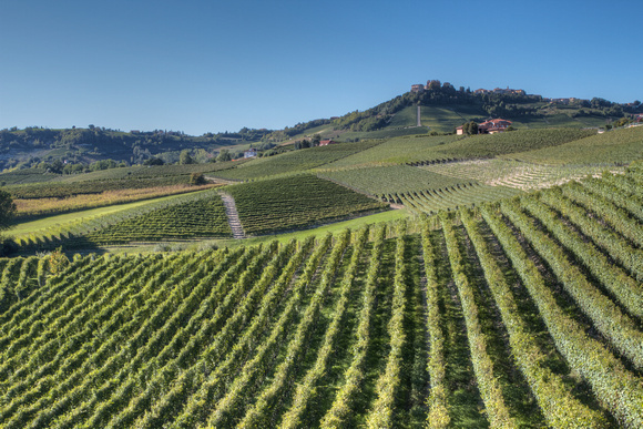 Vineyards below Novello